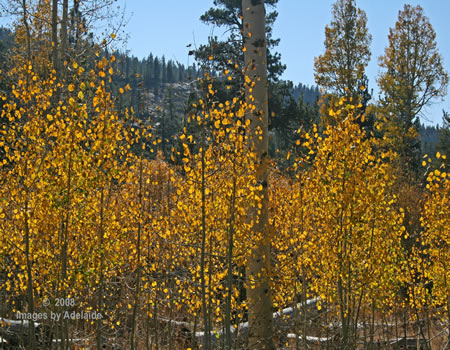 Autumn in Bell Meadow